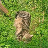 cat, tabby_cat, feline, animal, pet, striped_fur, crouching, outdoor, garden, grass, greenery, plants, leaves, vegetation, nature, wildlife, brown_fur, camouflage, sunlight, portrait