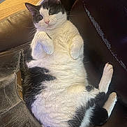 Crunch joined the competition — help win amazing prizes! cat, black_and_white, tuxedo_cat, animal, pet, feline, lying_down, belly_up, relaxed, cute, whiskers, pink_nose, green_eyes, pointed_ears, fur, paws, tail, leather_seat, car_interior, portrait
