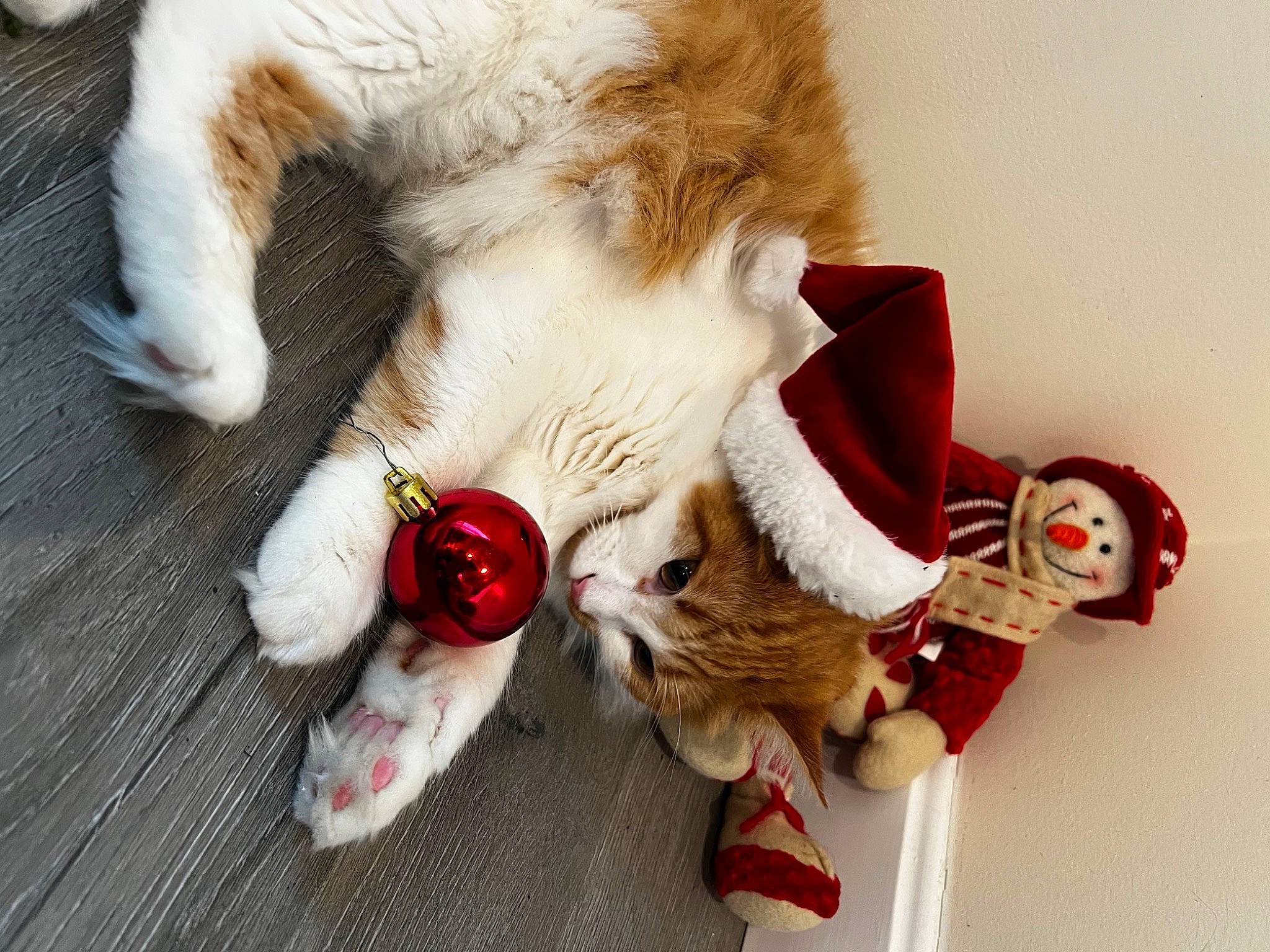 Emerald is registered to the contest to win money with this photo: carmine, carnivore, cat, christmas, claw, comfort, companion_dog, dog_breed, fawn, felidae, fur, paw, petal, santa_claus, small_to_medium_sized_cats, stuffed_toy, tail, textile, toy, whiskers