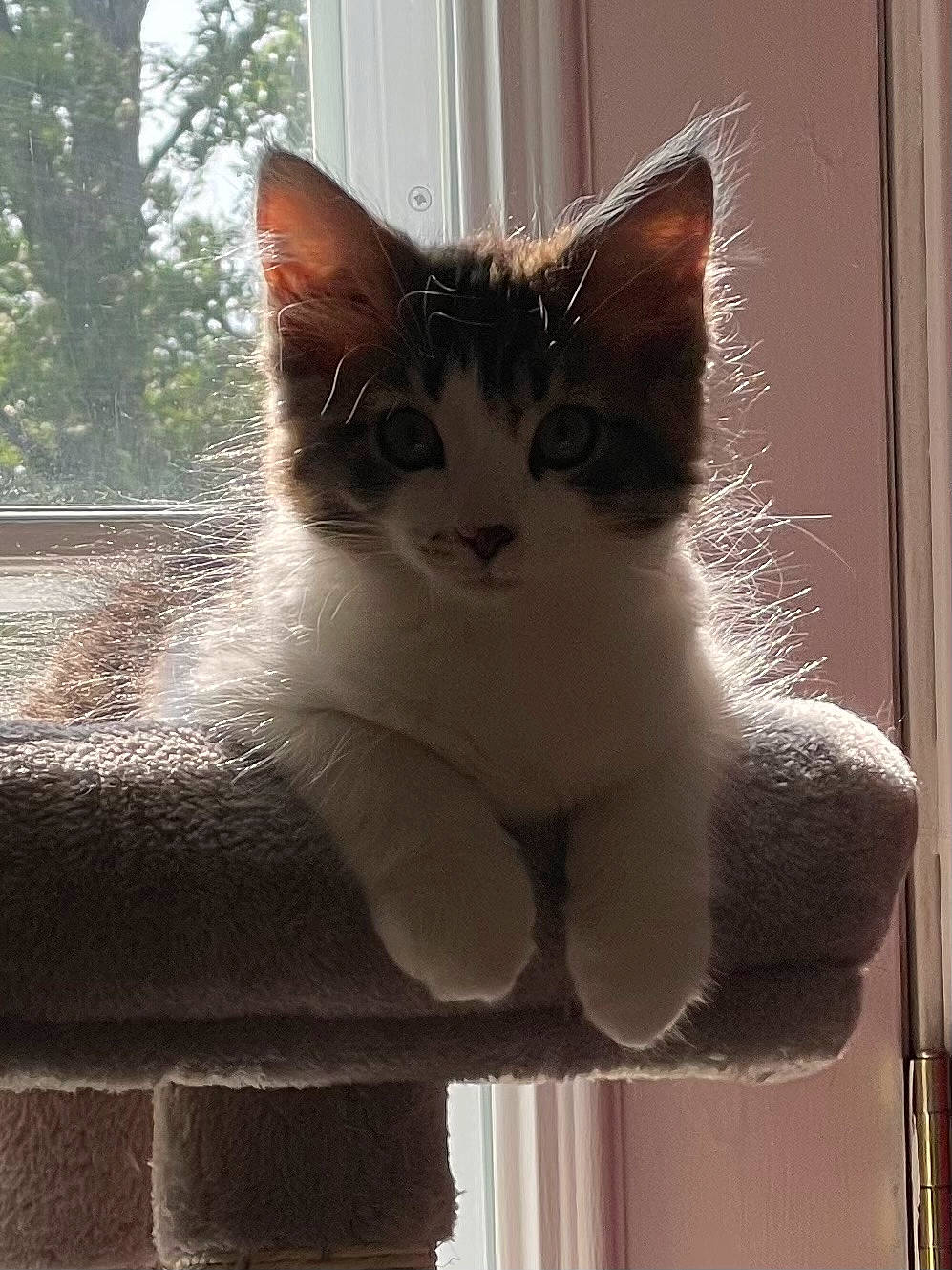 Maverick