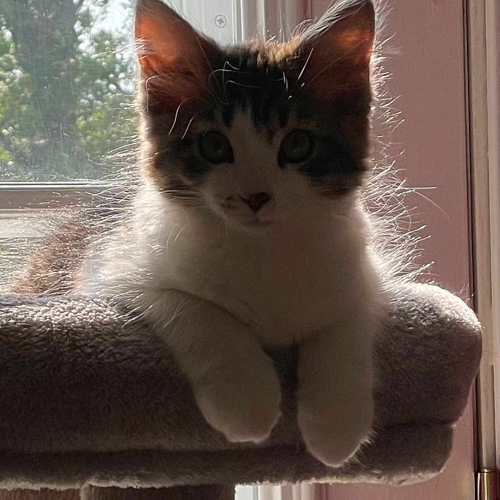Maverick