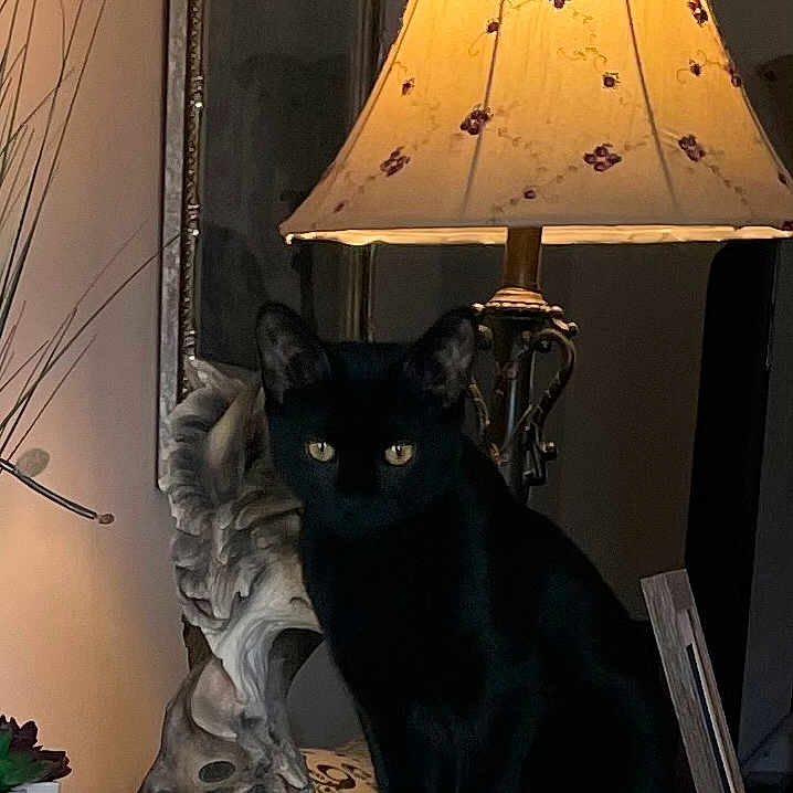 Boo