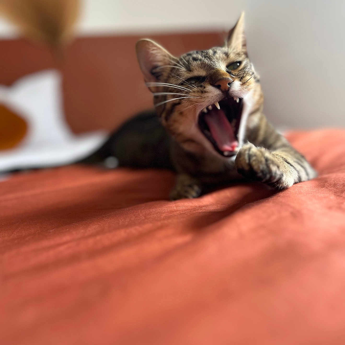 Luna participe au concours pour gagner de l'argent avec cette photo : animal, bed, bedspread, cat, closeup, cute, domestic_animal, feline, fur, indoor, mammal, orange, paw, pet, relaxed, resting, sleepy, tabby, whiskers, yawning