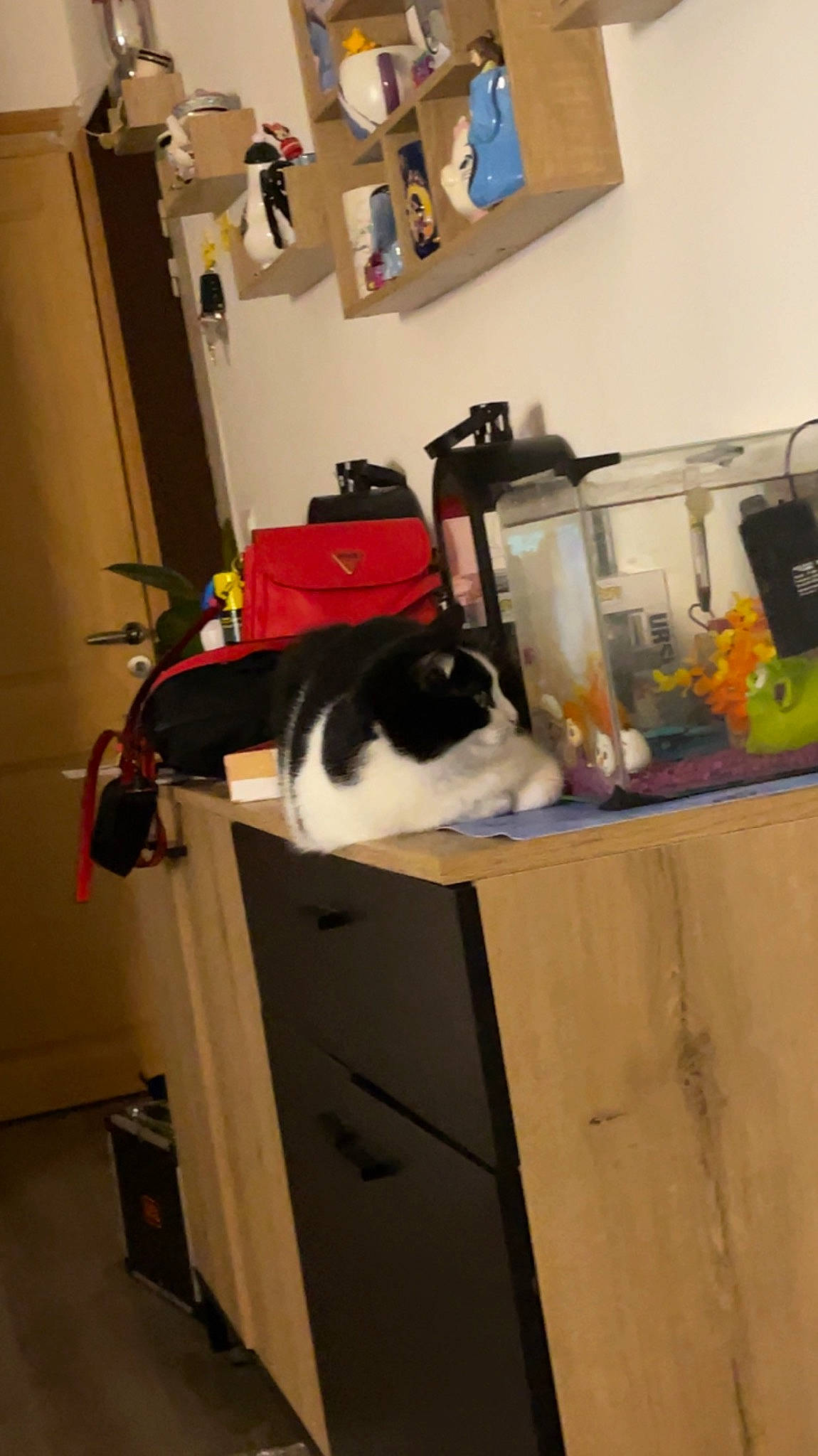 Nourse a rejoint le concours — aidez-le/la à gagner de superbes lots ! box, carnivore, cat, door, felidae, fixture, flooring, gas, hardwood, home_appliance, kitchen, kitchen_appliance, picture_frame, plant, room, shelving, small_to_medium_sized_cats, tail, whiskers, wood