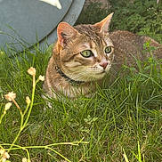 Lol participe au concours pour gagner de l'argent avec cette photo : cat, tabby_cat, green_eyes, grass, outdoor, nature, animal, pet, feline, curious, crouching, garden, plants, foliage, closeup, ears, whiskers, collar, daylight, background