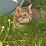 cat, tabby_cat, green_eyes, grass, outdoor, nature, animal, pet, feline, curious, crouching, garden, plants, foliage, closeup, ears, whiskers, collar, daylight, background