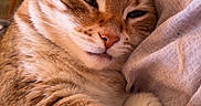 Lol a rejoint le concours — aidez-le/la à gagner de superbes lots ! cat, tabby, feline, pet, sleepy, cozy, indoor, fur, whiskers, paw, blanket, closeup, relaxed, cute, animal, mammal, domestic, face, ears, resting