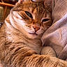 cat, tabby, feline, pet, sleepy, cozy, indoor, fur, whiskers, paw, blanket, closeup, relaxed, cute, animal, mammal, domestic, face, ears, resting