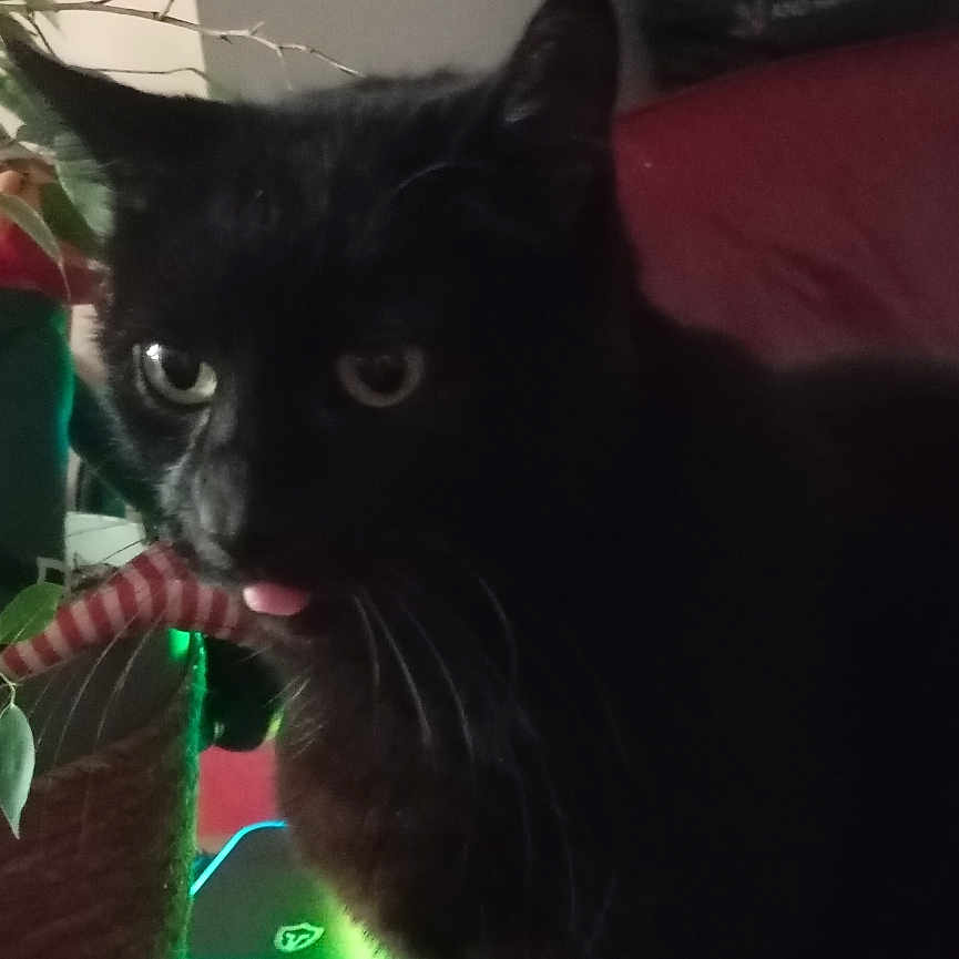 Poupouille participe au concours pour gagner de l'argent avec cette photo : animal, black_cat, cat, close_up, curious, cute, decor, domestic_cat, feline, furniture, green_light, holiday_pillow, houseplant, indoor, living_room, pet, plant, red_couch, tongue_out, whiskers