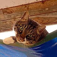 Rocky participe au concours pour gagner de l'argent avec cette photo : cat, tabby, curious, paw, whiskers, outdoor, wood, tarp, green, blue, pet, animal, feline, closeup, looking, ears, nose, eyes, fur, resting
