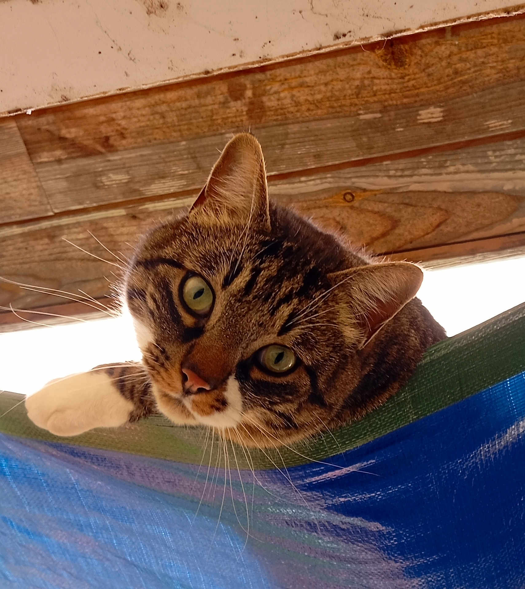 Rocky participe au concours pour gagner de l'argent avec cette photo : cat, tabby, curious, paw, whiskers, outdoor, wood, tarp, green, blue, pet, animal, feline, closeup, looking, ears, nose, eyes, fur, resting