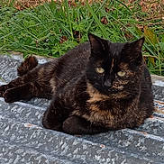 Hestia participe au concours pour gagner de l'argent avec cette photo : cat, tortoiseshell_cat, animal, outdoor, grass, greenery, metal_surface, resting, feline, nature, fur, pet, relaxed, wildlife, mammal, laying, closeup, texture, daylight, calm