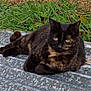 cat, tortoiseshell_cat, animal, outdoor, grass, greenery, metal_surface, resting, feline, nature, fur, pet, relaxed, wildlife, mammal, laying, closeup, texture, daylight, calm