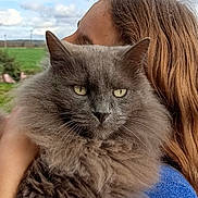 Chouchou participe au concours pour gagner de l'argent avec cette photo : cat, fluffy_cat, gray_cat, pet, animal, person, embrace, hug, outdoor, cloudy_sky, green_field, fur, whiskers, portrait, closeup, serious_expression, blue_sweater, long_hair, nature, companion