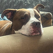 Nova is registered to the contest to win money with this photo: armrest, brown, calm, closeup, couch, cozy, dog, ears, face, fur, home, indoor, pet, quilted_background, relaxing, resting, sleepy, snout, soft_light, white