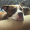 armrest, brown, calm, closeup, couch, cozy, dog, ears, face, fur, home, indoor, pet, quilted_background, relaxing, resting, sleepy, snout, soft_light, white