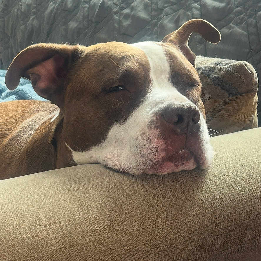Nova is registered to the contest to win money with this photo: armrest, brown, calm, closeup, couch, cozy, dog, ears, face, fur, home, indoor, pet, quilted_background, relaxing, resting, sleepy, snout, soft_light, white
