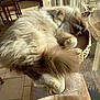 animal, basket, cat, comfortable, cozy, curled_up, fluffy, fur, home, indoor, paw, peaceful, pet, relaxing, resting, sleeping, sunbeam, sunlight, tail, window
