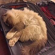 Hasko a rejoint le concours — aidez-le/la à gagner de superbes lots ! brown, cat, closed_eyes, comfort, cozy, feline, fluffy, fur, gray, home, indoor, paw, pet, relaxed, resting, sleeping, soft, suitcase, tail, travel