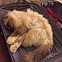 brown, cat, closed_eyes, comfort, cozy, feline, fluffy, fur, gray, home, indoor, paw, pet, relaxed, resting, sleeping, soft, suitcase, tail, travel