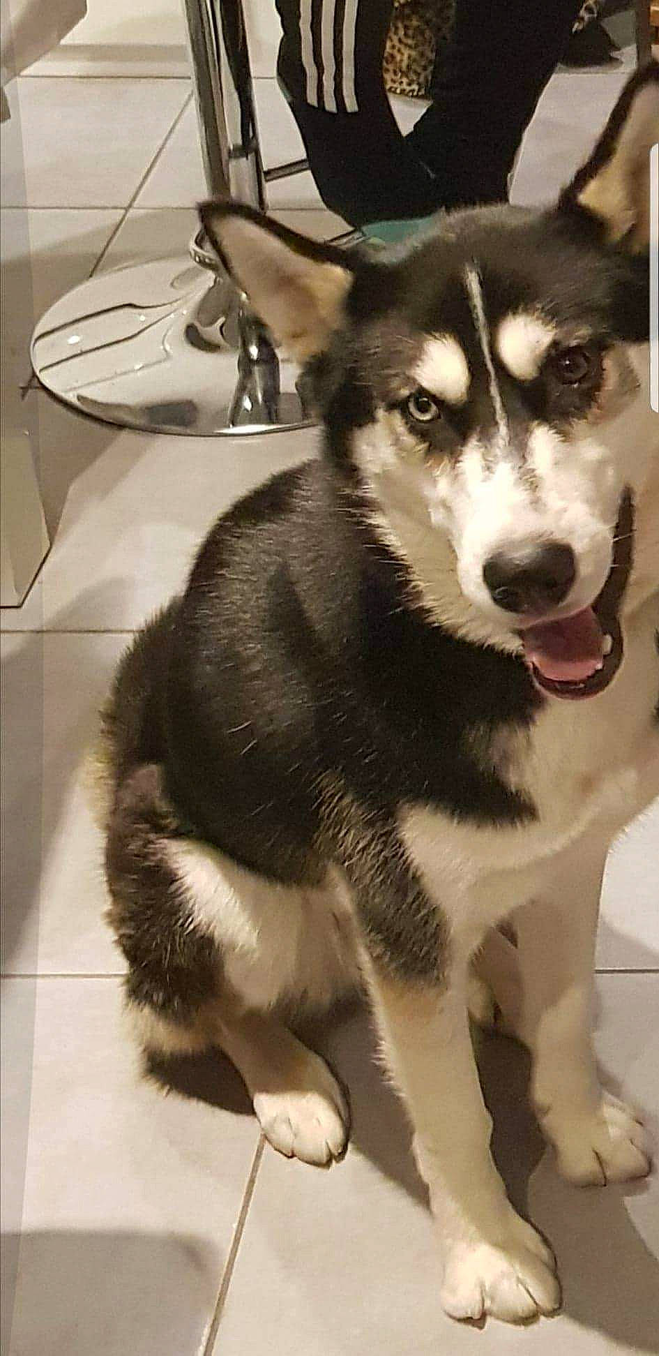 Mandy a rejoint le concours — aidez-le/la à gagner de superbes lots ! ancient_dog_breeds, canidae, canis, carnivore, collar, companion_dog, dog, dog_breed, fur, kitchen_utensil, monochrome_photography, plate, serveware, sled_dog, snout, sporting_group, tableware, whiskers, working_animal, working_dog