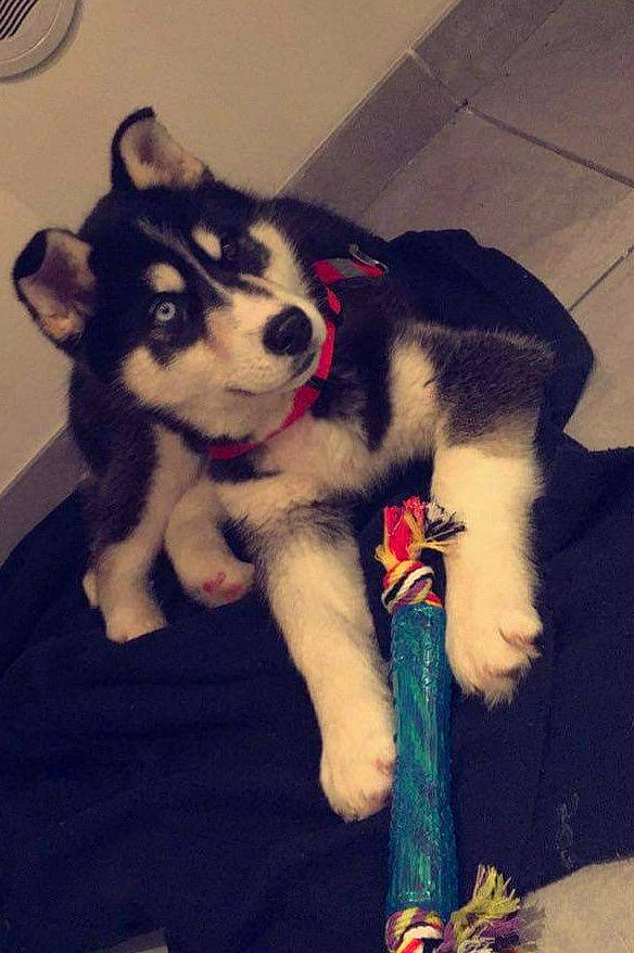 Mandy participe au concours pour gagner de l'argent avec cette photo : ancient_dog_breeds, canidae, canis, carnivore, collar, companion_dog, dog, dog_breed, dog_supply, flooring, fur, non_sporting_group, pet_supply, siberian_husky, sled_dog, snout, sporting_group, tail, working_animal, working_dog