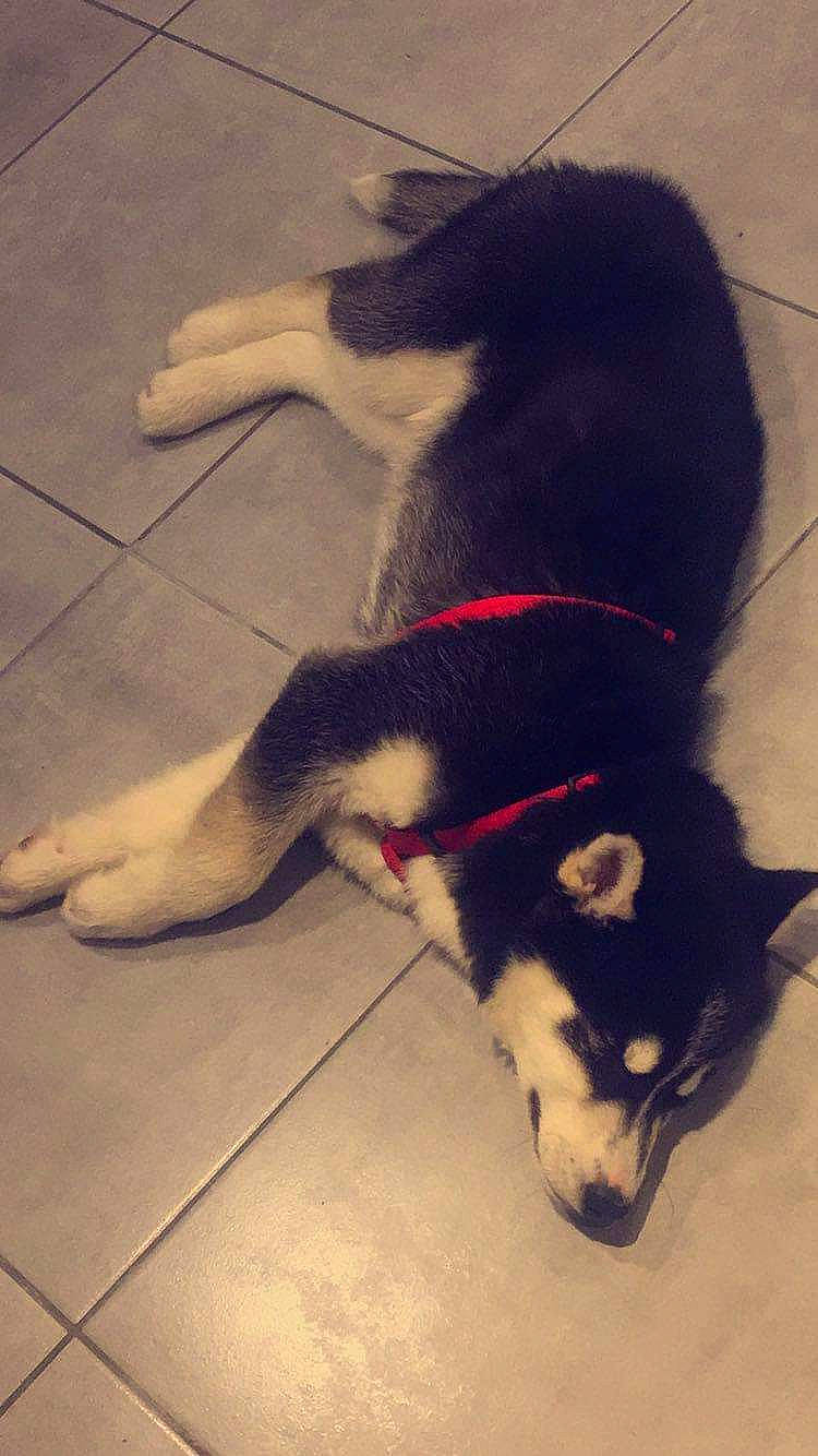 Mandy a rejoint le concours — aidez-le/la à gagner de superbes lots ! canidae, carnivore, companion_dog, dog, dog_breed, floor, flooring, foot, fur, herding_dog, human_leg, paw, pet_supply, shadow, snout, sporting_group, tail, tints_and_shades, working_animal, working_dog