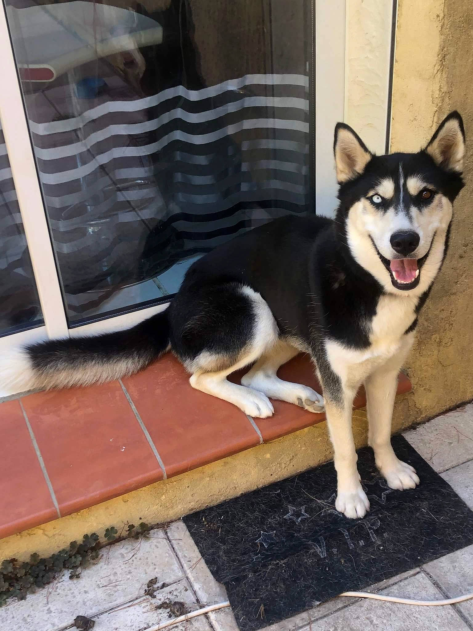 Mandy a rejoint le concours — aidez-le/la à gagner de superbes lots ! canidae, carnivore, collar, companion_dog, dog, dog_breed, dog_supply, door, flooring, non_sporting_group, pet_supply, road_surface, siberian_husky, sled_dog, snout, sporting_group, tail, window, working_animal, working_dog