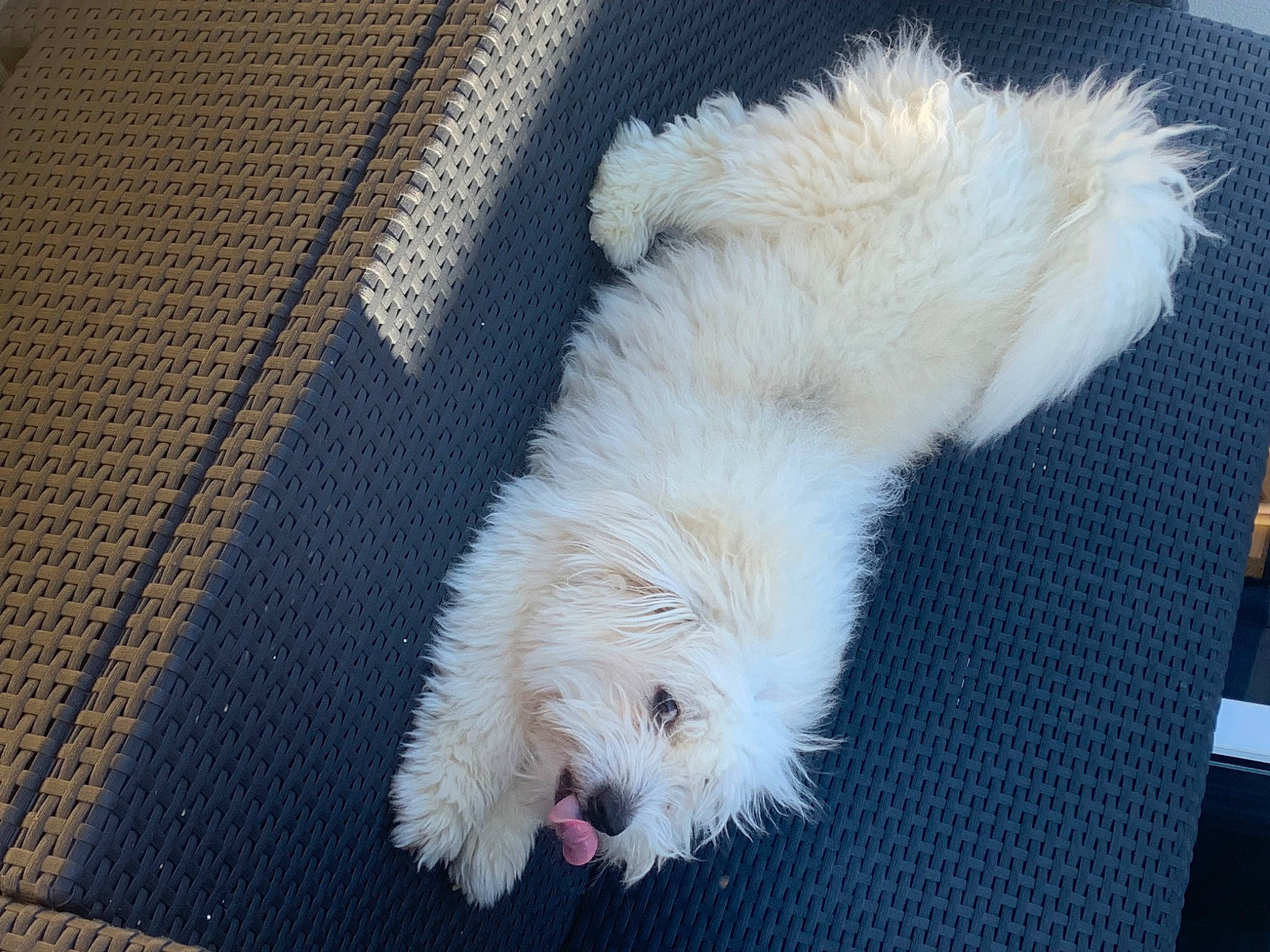 Ratatouille a rejoint le concours — aidez-le/la à gagner de superbes lots ! canidae, carnivore, claw, comfort, companion_dog, dog, dog_breed, flooring, fur, labradoodle, mammal, puppy, small_terrier, snout, sporting_group, tail, terrier, toy_dog, working_animal, woven_fabric