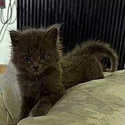 Ares participe au concours pour gagner de l'argent avec cette photo : kitten, cat, gray, fluffy, pet, animal, cute, indoor, soft, furry, young, small, curious, whiskers, paws, tail, closeup, portrait, domestic, cozy