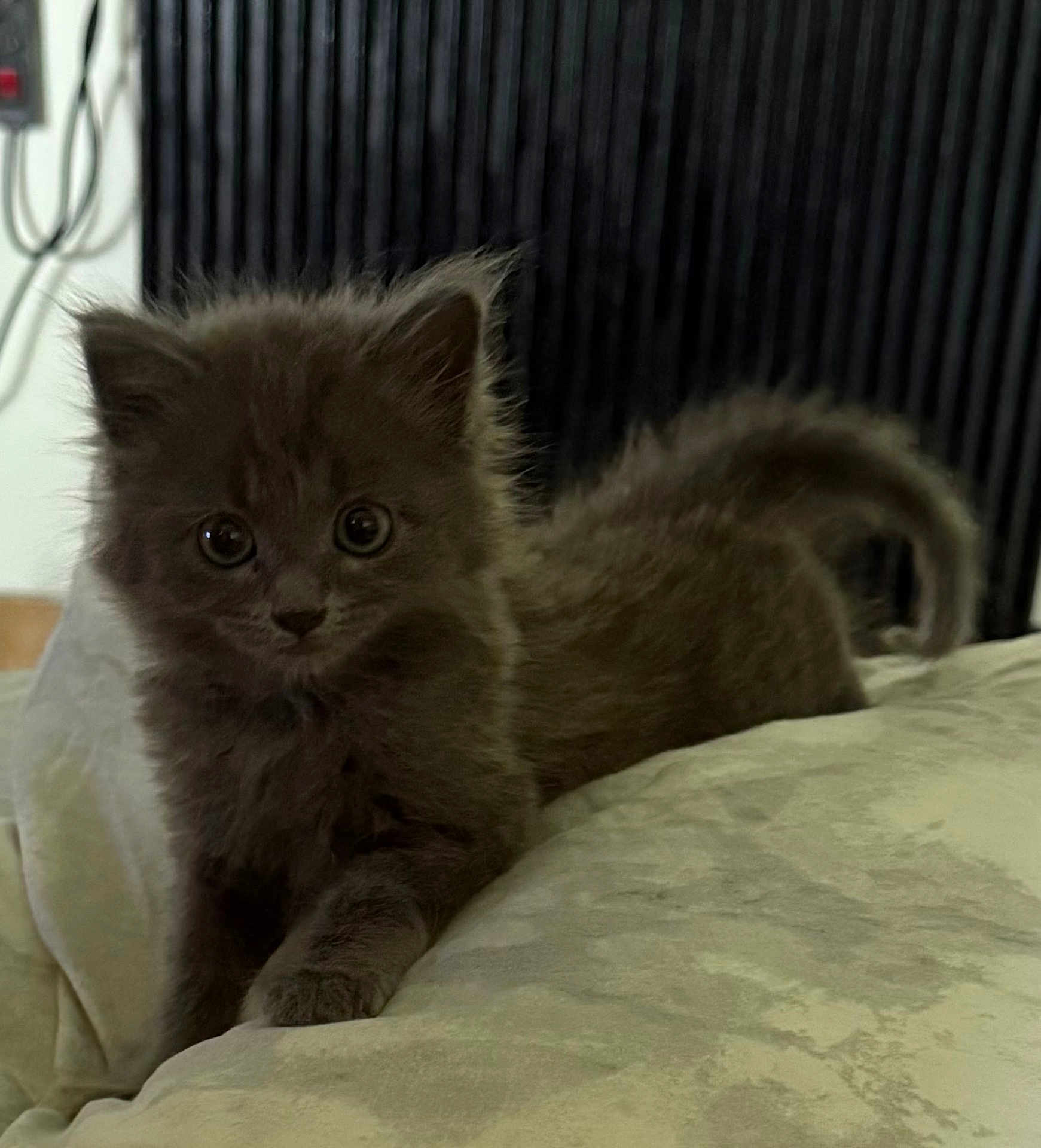 Ares