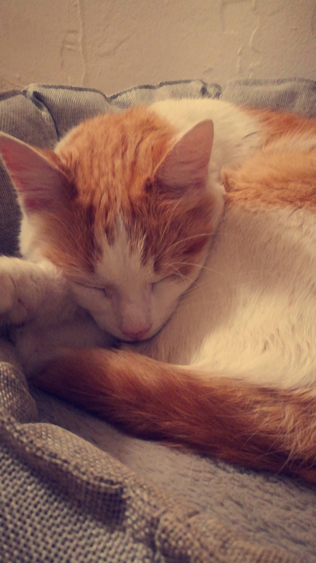 Berlioz a rejoint le concours — aidez-le/la à gagner de superbes lots ! aegean_cat, cat, cat_like_mammal, ear, eye, fur, kitten, nap, nose, paw, skin, sleep, small_to_medium_sized_cats, snout, whiskers