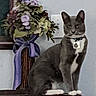 animal, cat, collar, decor, domestic, electrical_outlet, feline, flower_bouquet, gray_cat, household, indoor, pet, plant, purple_flowers, ribbon, sitting, still_life, wall, white_paws, wooden_surface