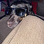 Rosie is registered to the contest to win money with this photo: dog, sunglasses, pet, indoor, beige, couch, fur, black_fur, nose, close_up, texture, living_room, fashion, accessory, animal, canine, shade, cool, portrait, relaxed