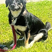 Rosie is registered to the contest to win money with this photo: dog, leash, grass, outdoor, pet, animal, collar, sunlight, sitting, black, tan, canine, nature, daytime, friendly, companion, mammal, fur, four_legged, domestic