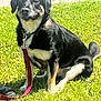 dog, leash, grass, outdoor, pet, animal, collar, sunlight, sitting, black, tan, canine, nature, daytime, friendly, companion, mammal, fur, four_legged, domestic