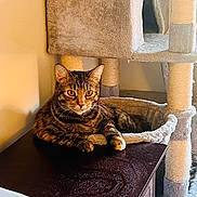 Zoey joined the competition — help win amazing prizes! cat, tabby, feline, pet, indoor, cat_tree, wooden_surface, relaxed, animal, fur, whiskers, ears, eyes, home, cozy, resting, domestic, mammal, cute, companion