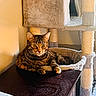 cat, tabby, feline, pet, indoor, cat_tree, wooden_surface, relaxed, animal, fur, whiskers, ears, eyes, home, cozy, resting, domestic, mammal, cute, companion