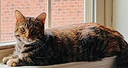 Zoey is registered to the contest to win money with this photo: animal, brick_wall, cat, curious, domestic_cat, fur, house, indoor, looking, mammal, natural_light, pet, relaxed, resting, striped, tabby_cat, tail, whiskers, window, windowsill