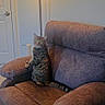 Zoey is registered to the contest to win money with this photo: cat, tabby_cat, recliner, chair, lamp, indoor, furniture, pet, animal, carpet, brown, cozy, living_room, home, curious, sitting, alert, soft_light, wall, door