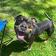 Otto Motto joined the competition — help win amazing prizes! dog, black_and_tan_dog, pet, canine, portrait, happy, smiling, open_mouth, tongue, outdoor, grass, lawn, sunlight, shadows, yard, standing, tail, folding_chair, close_up, playful