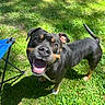 dog, black_and_tan_dog, pet, canine, portrait, happy, smiling, open_mouth, tongue, outdoor, grass, lawn, sunlight, shadows, yard, standing, tail, folding_chair, close_up, playful