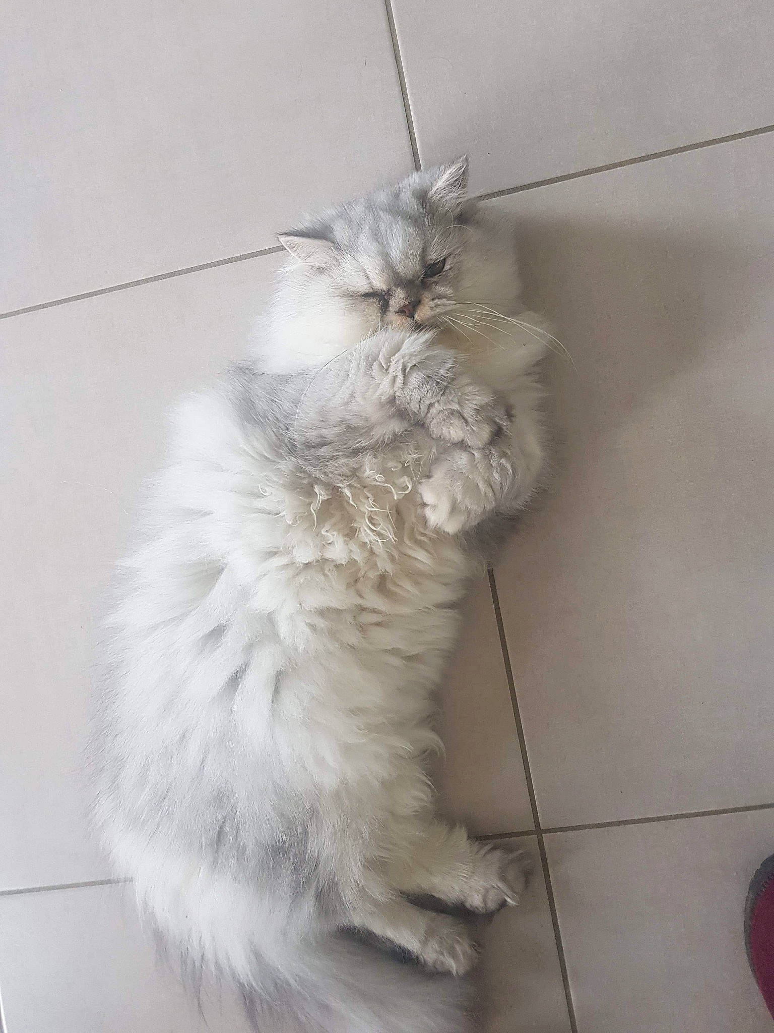 Ricci a rejoint le concours — aidez-le/la à gagner de superbes lots ! british_longhair, british_semi_longhair, carnivore, cat, domestic_long_haired_cat, fawn, felidae, fur, maine_coon, norwegian_forest_cat, persian, ragamuffin, ragdoll, selkirk_rex, small_to_medium_sized_cats, tail, turkish_angora, whiskers