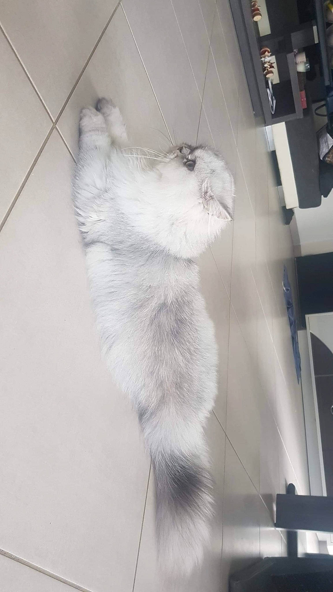 Ricci participe au concours pour gagner de l'argent avec cette photo : american_curl, british_longhair, carnivore, cat, fawn, felidae, fur, kitten, norwegian_forest_cat, paw, persian, small_to_medium_sized_cats, tail, turkish_angora, whiskers, white