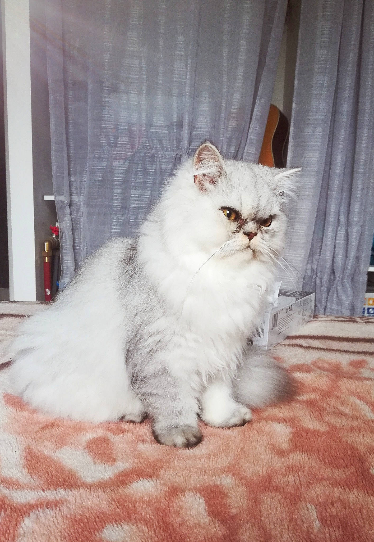 Ricci a rejoint le concours — aidez-le/la à gagner de superbes lots ! asian, asian_semi_longhair, british_longhair, british_semi_longhair, carnivore, cat, domestic_long_haired_cat, eye, felidae, fur, himalayan, kitten, mammal, napoleon_cat, norwegian_forest_cat, persian, small_to_medium_sized_cats, turkish_angora, vertebrate, whiskers