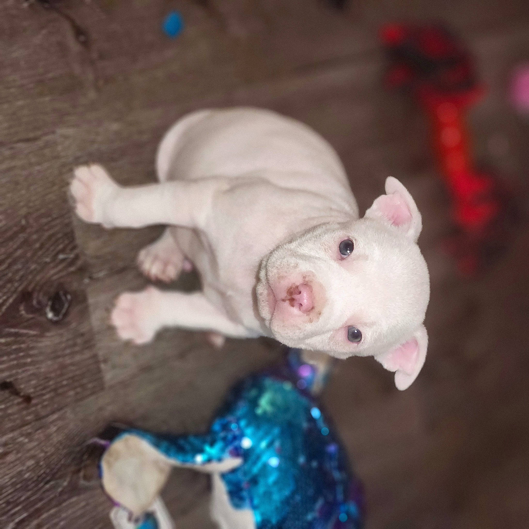 Gizzy joined the competition — help win amazing prizes! canidae, carnivore, companion_dog, dog, dog_breed, dog_supply, dogo_argentino, electric_blue, fawn, hardwood, non_sporting_group, pet_supply, snout, sporting_group, suidae, tail, terrestrial_animal, toy_dog, whiskers, wood