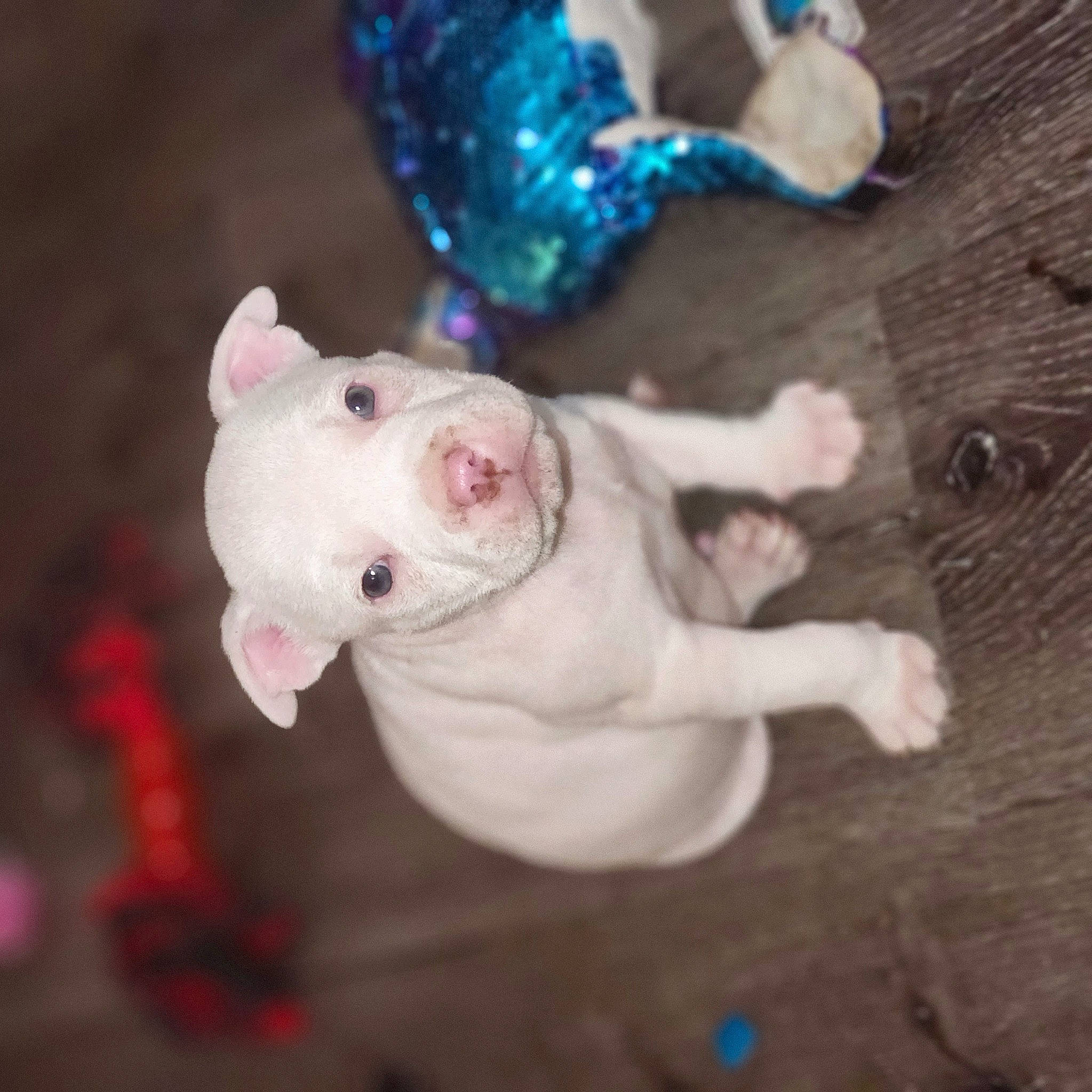 Gizzy joined the competition — help win amazing prizes! blue, canidae, carnivore, companion_dog, dog, dog_breed, fawn, felidae, flesh, fur, hardwood, livestock, paw, pink, snout, sporting_group, tail, toy, whiskers, wood