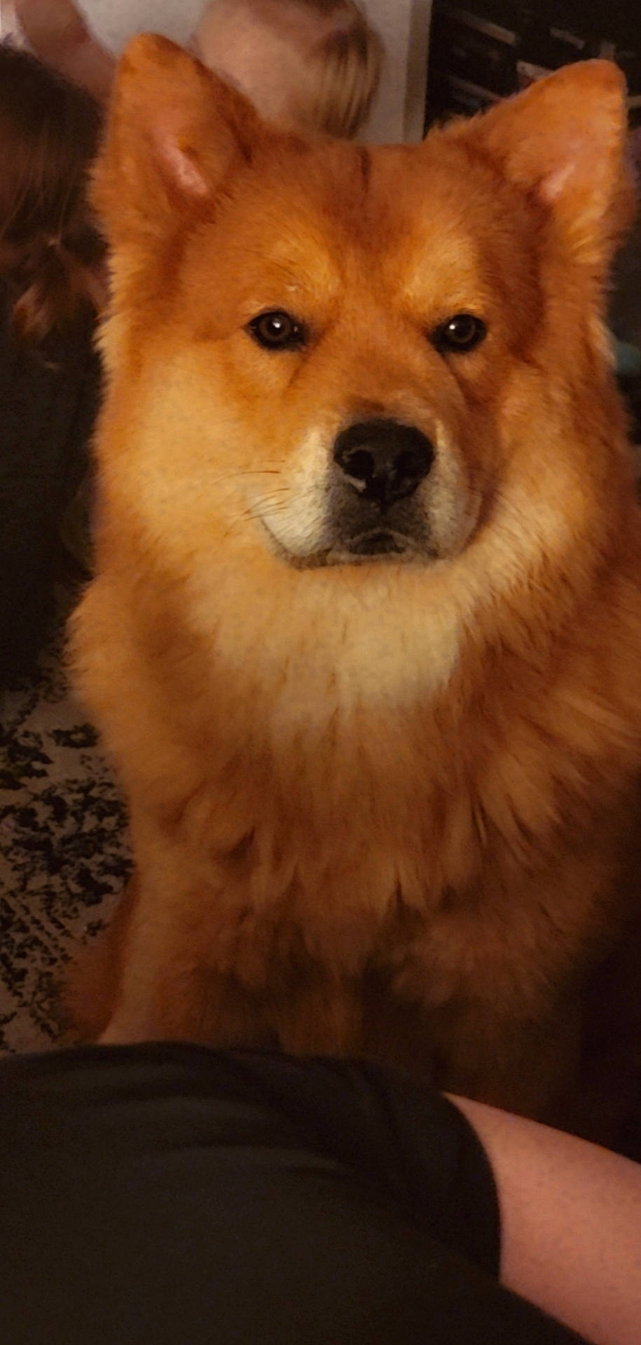 Zues joined the competition — help win amazing prizes! ancient_dog_breeds, canidae, canis, carnivore, companion_dog, dog, dog_breed, fawn, fur, german_spitz, german_spitz_mittel, non_sporting_group, snout, spitz, sporting_group, terrestrial_animal, whiskers, wildlife, working_animal, working_dog