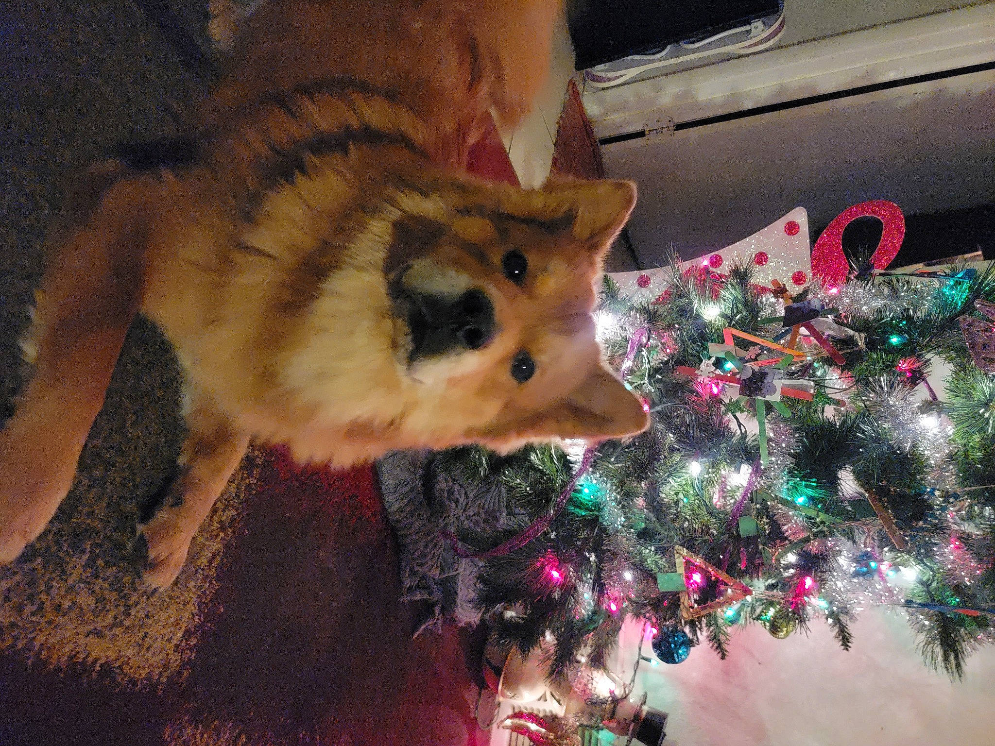Zues joined the competition — help win amazing prizes! christmas, christmas_decoration, christmas_ornament, christmas_tree, companion_dog, conifer, dog, dog_breed, event, fawn, fur, german_spitz_mittel, holiday, holiday_ornament, ornament, spitz, tail, tree, whiskers, winter