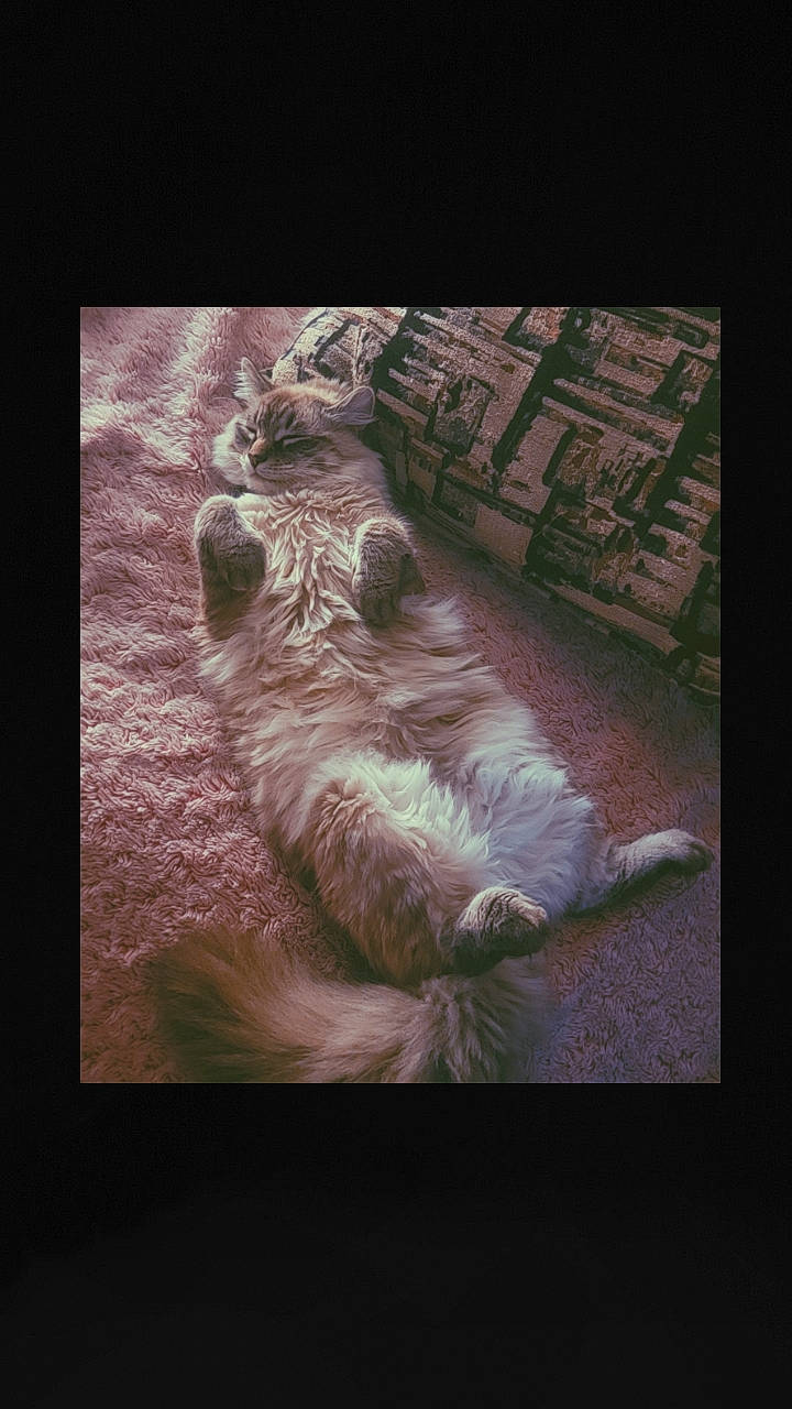 Onyx is registered to the contest to win money with this photo: companion_dog, darkness, dog_breed, felidae, font, foot, fur, monochrome, monochrome_photography, paw, photo_caption, small_to_medium_sized_cats, square, still_life_photography, tail, terrestrial_animal, visual_arts, whiskers, window, wood